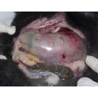 Gastric dilation Gastric dilation is a feature of intestinal obstruction. The stomach can be grossly distended with gas and fluid so it becomes inflamed