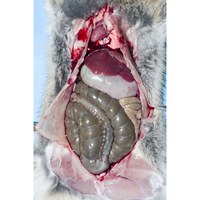 Predator attack This image shows the internal organs of a rabbit that was found dead. There is free blood in the abdomen. Although a diagnosis of RHD might be made, closer examination shows that the gross appearance of the liver is normal, and the haemorrhage originated from a puncture wound across the chest wall. The rabbit died from predator attack.