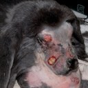 Atypical myxomatosis