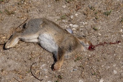 Rabbit Haemorrhagic Disease Rabbit Haemorrhagic Disease